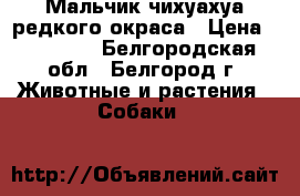 Мальчик чихуахуа редкого окраса › Цена ­ 35 000 - Белгородская обл., Белгород г. Животные и растения » Собаки   